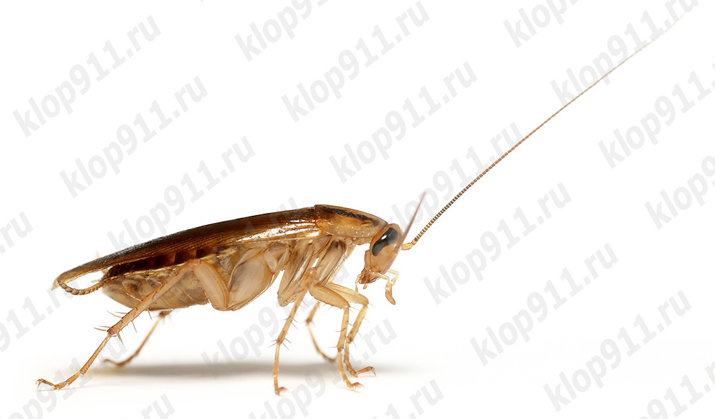 Karaluch stracił swój czułek