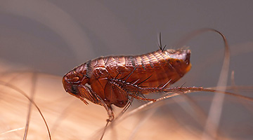 Pchły